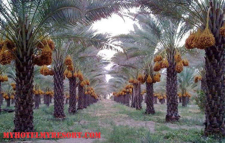 Kebun Kurma Banda Aceh Potensi dan Tantangan yang Perlu Dihadapi